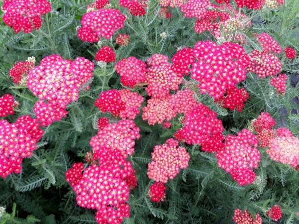 ACHILLEA MILLEFOLIUM „PAPRIKA“