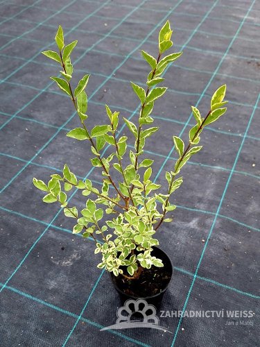 LIGUSTRUM OVALIFOLIUM - ARGENTEUM - ZELENO-BÍLÉ