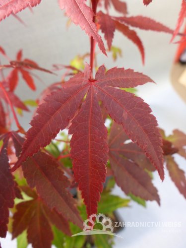 JAVOR ČERVENÝ - ACER RUBRUM