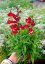 PENSTEMON HARWEGII PARTYBELS RED