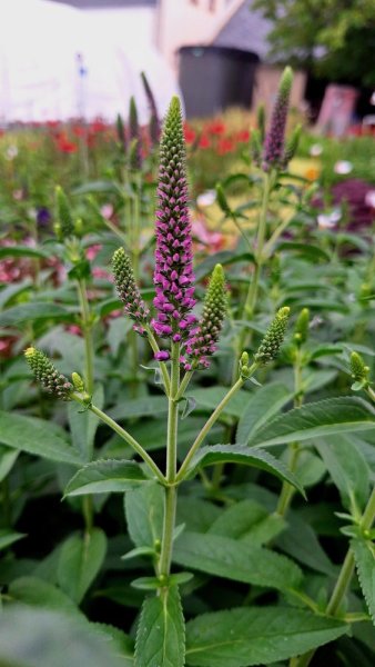 VERONICA LONGIFOLIA FIRST MATCH