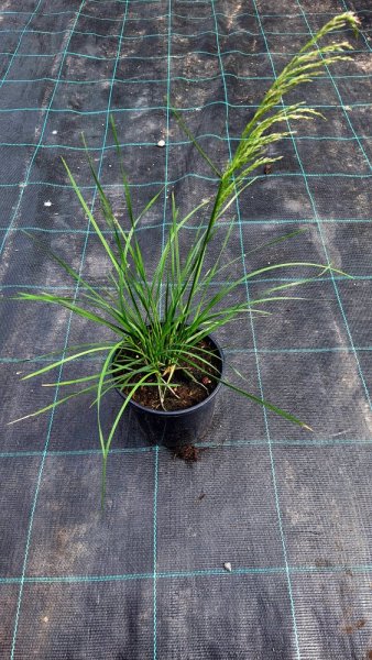 METLICE TRSNATÁ - DESCHAMPSIA CAESPITOSA TARDIFLORA