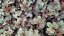 HEUCHERELLA HYB. PLUM CASCADE