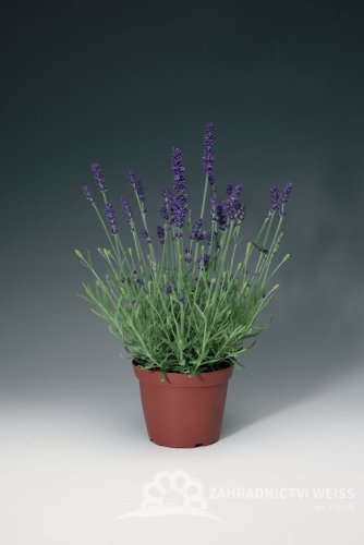 LEVANDULE MODRÁ - "AROMATICO BLUE"