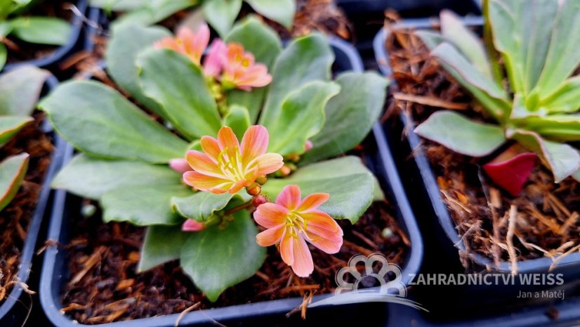 LEWISIA ELISE BRIGHT MIX