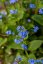 BRUNNERA MACROPHYLLA