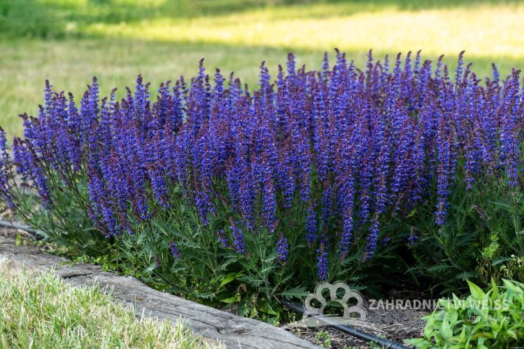SALVIA HYB. CARINA