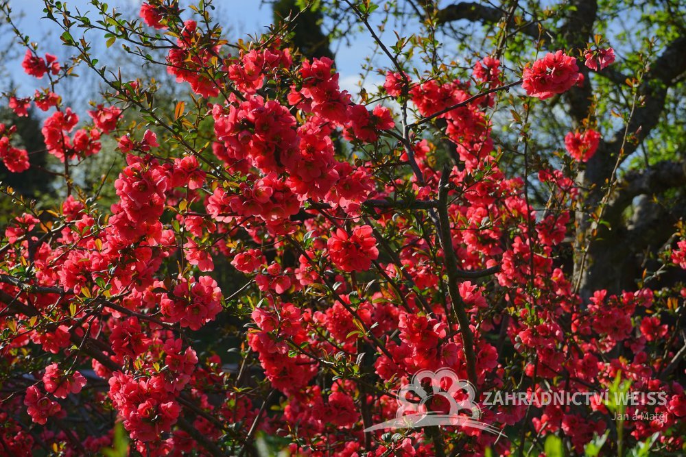 77708fc4cbbe770cddf9c4749f31ca5d-japanese-ornamental-quince-324372-1920.jpg