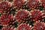 NETŘESK - SEMPERVIVUM HYB. CASSIOPEA