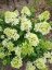 HORTENZIE LATNATÁ - HYDRANGEA PAN. CANDLELIGHT