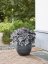 HEUCHERA REX SILVER