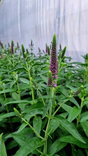 VERONICA LONGIFOLIA FIRST MATCH