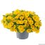 MILLION BELLS – CALIBRACHOA METRO EARLY BRIGHT YELLOW