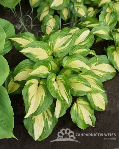 HOSTA HYBRIDA RASPBERRY SUNDAE