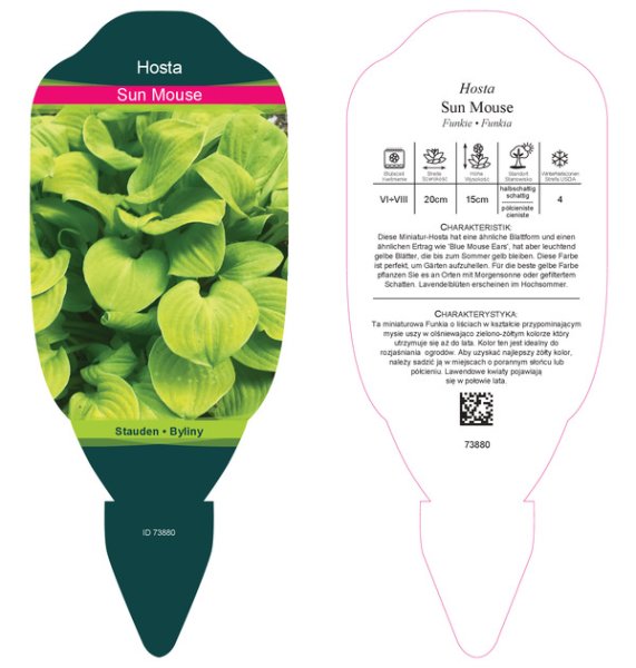 HOSTA HYBRIDA SUN MOUSE