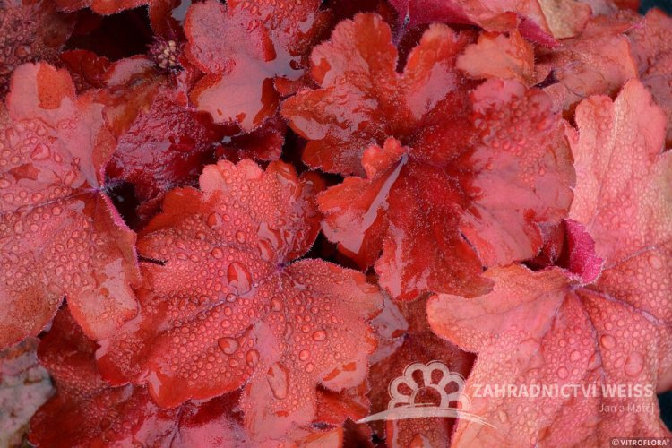 HEUCHERA FIRE ALARM