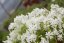 PHLOX SUBULATA SPRING WHITE