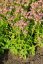 JARMANKA - ASTRANTIA MAJOR PINK BUTTON