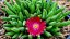 DELOSPERMA COOPERI JEWEL OF DESERT GARNET