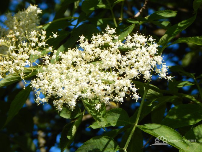 ČERNÝ BEZ - SAMBUCUS NIGRA
