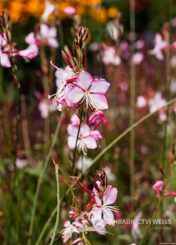 GAURA LIND. ROSY JANE