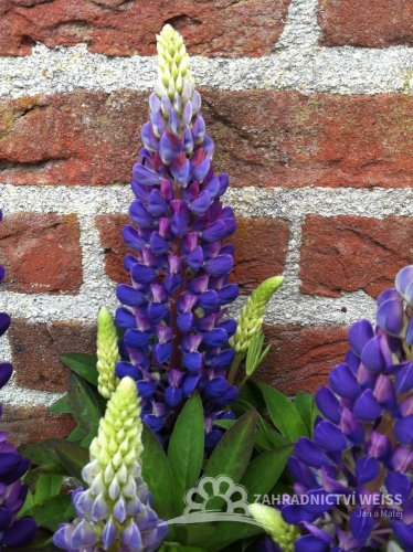LUPINA - LUPINUS POLYPHYLLUS LEGENDARY BLUE SHADES