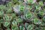 SEDUM SUNSPARKLER " LIME ZINGER"  ®