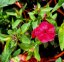 PHLOX PANICULATA - FLAME WATERMELON ®