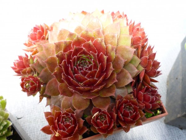 NETŘESK ČERVENÝ - SEMPERVIVUM