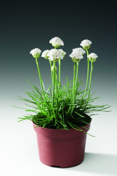 ARMERIA MARITIMA - TRÁVNIČKA PŘÍMOŘSKÁ BÍLÁ