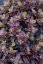 SEDUM HYBRIDUM GLOBE PINK