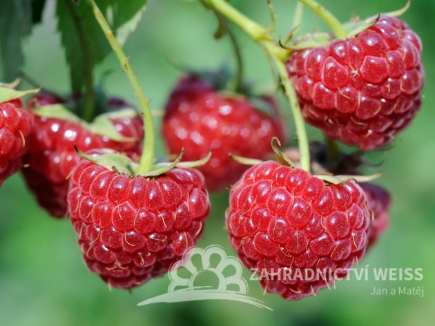 MALINA STÁLEPLODÍCÍ - RUBUS IDAEUS ZEVA III