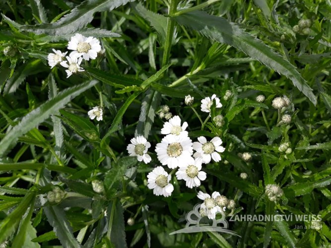 ŘEBŘÍČEK BERTRÁM - "ACHILLEA PTARMICA THE PEARL"