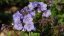 JIRNICE - POLEMONIUM HEAVEN SCENT