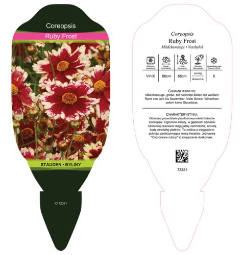 KRÁSNOOČKO - COREOPSIS – „RUBY FROST“