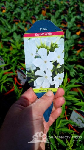 PHLOX PANICULATA EARLY WHITE ®