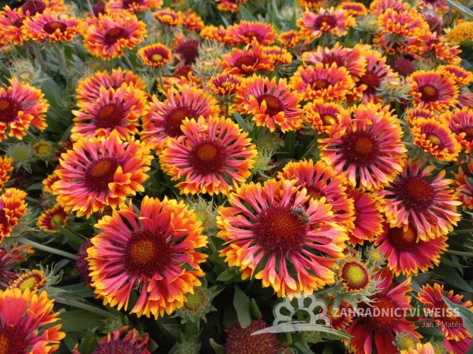KOKARDA – GAILLARDIA AR. SPINTOP MARIACHI COPPER SUN