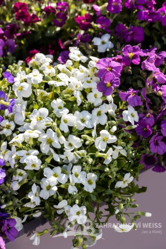 TAŘIČKA - AUBRIETA HYBRIDA - AXCENT WHITE