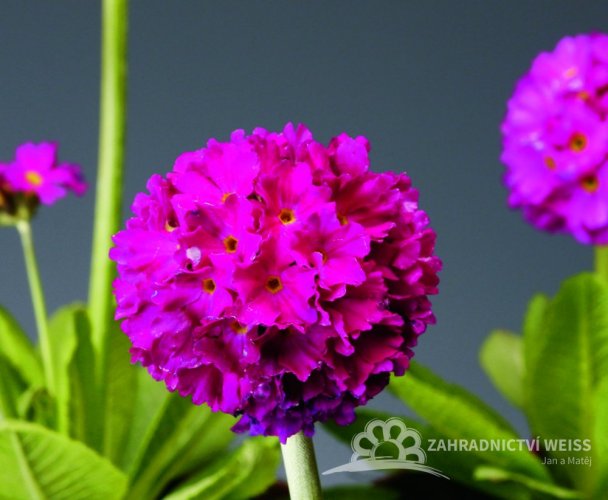 PRVOSENKA ZOUBKATÁ - PRIMULA DENTICULATA "CORROLLA DEEP ROSE"