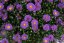 ASTRA PODZIMNÍ - ASTER BELIEVER PURPLE
