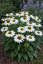 ECHINACEA PURP. PRAIRIE SPLENDOR COMPACT WHITE