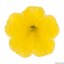MILLION BELLS – CALIBRACHOA METRO EARLY BRIGHT YELLOW