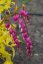 SRDCOVKA NÁDHERNÁ - DICENTRA GOLD HEART
