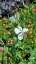 GAURA LIND. FLAMINGO WHITE