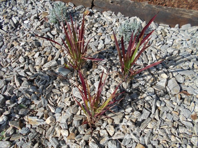 IMPERATA CYLINDRICA - IMPERÁTA VALCOVITÁ
