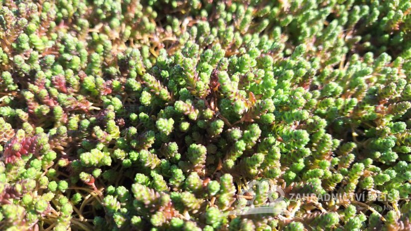 SEDUM ACRE YELLOW