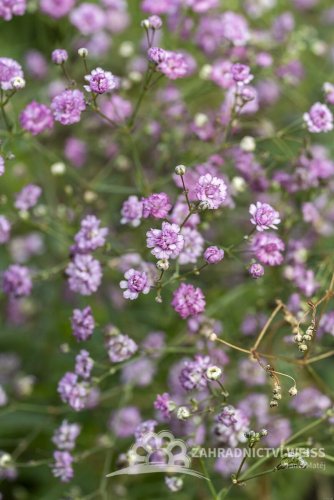 GYPSOPHILA RŮŽOVÁ - GYPSOPHILA PANICULATA PINK WEDDING