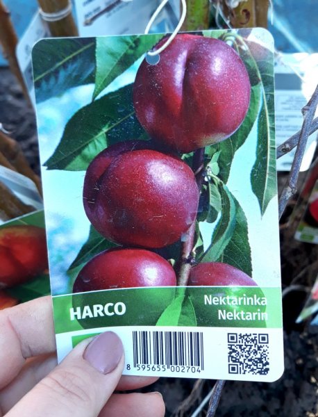 NEKTARINKA - HARCO