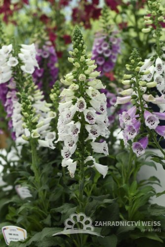 NÁPRSTNÍK - DIGITALIS DOTTIE WHITE