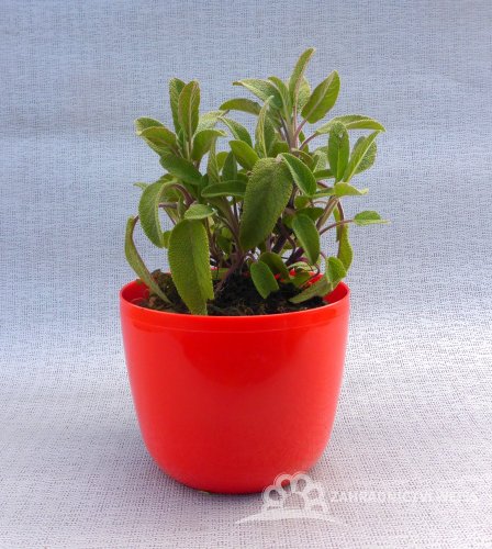 ŠALVĚJ LÉKAŘSKÁ - BABSKÉ UCHO - SALVIA OFFICINALIS BERGGARTEN